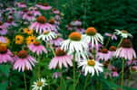 Massif d'échinacées, des plantes vivaces qui donnent de la couleur au jardin. © PhotoMan, Adobe Stock