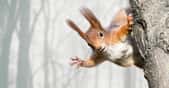 Les écureuils n’aiment pas que les noisettes. Ces rongeurs s’attaquent aussi aux câbles électriques et peuvent parfois provoquer de gros dégâts. © Mr Twister, Fotolia