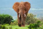Éléphant de savane d'Afrique&nbsp;Loxodonta africana.&nbsp;© peterfodor, Adobe Stock