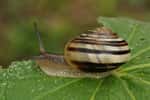 Les escargots comptent parmi les espèces les plus célèbres et les plus emblématiques des gastéropodes, ces mollusques à l’estomac dans le pied. © THWZ, Wikipédia, cc by sa 3.0