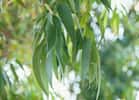 L'eucalyptus radié appartient à la famille botanique des Myrtacées et son organe producteur sont les feuilles. Cette espèce est la plus utilisée en pharmacie pour son huile essentielle. © janaph, Fotolia