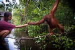 Les humains ont développé un métabolisme unique par rapport aux autres espèces mammifères. © Joël Carillet