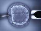 Un ovule fécondé in vitro. © digitalbalance, Adobe Stock
