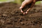 Une terre riche doit toujours être fertilisée. © piyaset, Adobe Stock