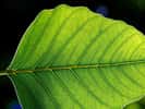Pour être autotrophe, un organisme a besoin d’organes spécialisés. Les feuilles, par exemple, concentrent les différents organites capables de produire de la matière organique. © Jon Sullivan, Wikipédia, DP