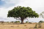 Parmi les trois figuiers étudiés, le Ficus wakefieldii s’est révélé le plus performant pour piéger le CO₂. © MWolf Images, Adobe Stock