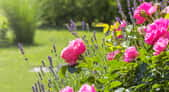 Quelles fleurs pouvez-vous consommer directement depuis votre jardin ? © stockpics, Adobe Stock