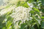 Les fleurs blanches du sureau vont donner des baies noires. © allexxandarx, Fotolia