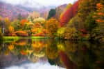 Paysage d'automne, saison où les arbres se teintent d'or et de pourpre. © Milan, Adobe Stock