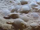 Les coquillages sont des organismes marins, alors comment se fait-il qu'on en retrouve autant, sous forme fossile, dans les environnements montagneux ? © K.M=KARIBITO, Adobe Stock