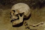 Autour de squelettes datant du Néolithique, des archéologues ont retrouvé ce qui semble être les plus vieux piercings connus à ce jour. © Mulderphoto, Adobe Stock