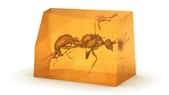 Une vue en 3D de l'espèce éteinte de fourmi découverte par les chercheurs. © Hammel, Lauströer