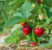 les astuces pour profiter de belles fraises de mai aux premières gelées. © foxytoul, Adobe Stock