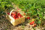 Pour une magnifique récolte de fraises, panachez les variétés de fraisiers remontants et non remontants. © Ewald Fröch, Adobe Stock