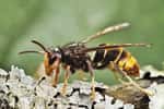 Le frelon asiatique en France menace les abeilles butineuses. © Brimeux, Adobe Stock