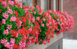Balcon fleuri de géraniums lierres. © Friedberg, AbobeStock