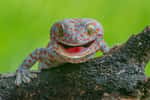 28 nouvelles espèces de geckos ont été découvertes cette année ! © Wongpapat, Adobe Stock