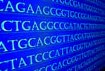 La génomique analyse la structure et la fonction des génomes. © sergunt, Fotolia