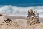 Vous vous dites que quelques coquillages est un souvenir pas cher ? Détrompez-vous, cela peut être tout le contraire ! © photobyevgeniya, Adobe Stock