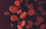 Globules rouges se déplaçant dans les vaisseaux sanguins. © ktsdesign, Adobe Stock