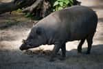 On distingue nettement la peau ridée et les défenses caractéristiques de ce babiroussa. © Sebastian Niedlich, Flickr, cc by nc sa 2.0