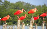 L'ibis rouge fréquente une grande variété d'habitats inféodés aux milieux aquatiques. Ici un groupe dans la lagune de Piritu au Venezuela. © barloventomagico, CC BY-NC-ND 2.0