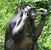 Photo d'un bonobo. © Ltshears, CC by-SA 3.0