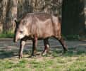 Tapir du Brésil au zoo de Prague. © Karelj, Wikipédia, DP