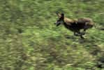 Photo d'un loup rouge en course © Curtis Carley U.S. Fisch and Wildlife service - public domain 