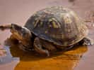 La tortue tabatière (une tortue des bois), est une espèce nordique que l'on trouve généralement sur les rives des cours d'eau, les prairies herbeuses et les forêts de plaine inondables. © Ken Thomas, DP