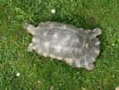 L'habitat de la tortue est typiquement méditerranéen. © Wikipedia, Mayer Richard, GNU 1.2