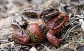 Photo d'une grenouille rousse. © Richard Bartz - licence Creative Commons Paternité – Partage des conditions initiales à l’identique 2.5 générique