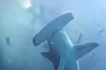Photo d'un grand requin marteau. © Dave M from Atlanta, CCA 2.0 Generic license 