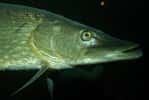 Le brochet (Esox lucius) est un poisson dulçaquicole. © Barcode of Life Data Systems, Eol CC by 3.0
