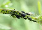 Le puceron noir de la fève (Aphis fabae) © a_emmerson, iNaturalist