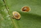 Le pou des Hespérides (Coccus hesperidum), une espèce de cochenille nuisible. © silversea_starsong, iNaturalist