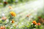 L’héliotropisme est la capacité des plantes à s’orienter vers le soleil. © kelly marken, Adobe Stock
