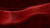 L’hémoglobine est la protéine des globules rouges transporte l’oxygène dans le sang. © Matthieu, Adobe Stock
