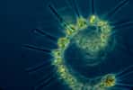 Le phytoplancton est composé de cyanobactéries et de microalgues. © NOAA