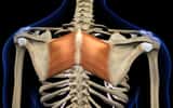 Le rhomboïde est un muscle du dos qui sert à stabiliser les mouvements de l’épaule. © HANK GREBE, Adobe Stock