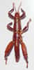 Comme tous les arthropodes, les insectes (ici, un phasme Dryococelus australis) ont leur corps protégé par une cuticule articulée. Les muscles locomoteurs s'y attachent, ce qui permet les mouvements des appendices (membres, antennes, appendices buccaux ou génitaux) : sa fonction est celle d'un squelette externe, ou exosquelette.&nbsp;© Peter Halasz, Wikimedia common, CC by-sa 2.5