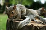 Jeunes écureuils gris originaires d'Amérique du Nord et introduits au début du XXème siècle en Angleterre. Depuis 1990, ils causent de sérieux problèmes environnementaux dans certaines régions d'Europe © Luxboyer CC by-sa