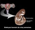 Chez l'embryon humain, les organes commencent à se former à la cinquième semaine : c'est le début de l'organogenèse. Elle se terminera à la huitième semaine. Alors que l'embryon ne mesure encore que 4 cm, tous les organes sont en place. © DR