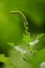 L’épinard sauvage est un nitrophyte : il se développe plus particulièrement sur les sols enrichis en nitrates. © AnneTanne CC by-nc-sa 2.0