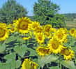 Les fleurs de tournesol produisent de grandes quantités de graines riches en huile. © Gc85, Wikimedia CC by-sa 3.0