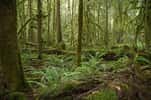 Une forêt tempérée ombrophile d’Amérique du Nord. © Brian Garret CC by-nd 2.0
