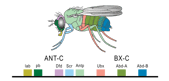 Les gènes Hox de la drosophile (des gènes homéotiques) et leur correspondance avec les éléments morphologiques de la mouche. © PhiLiP, Wikimédia domaine public