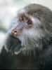 Le macaque du Tibet peut vivre jusqu'à 30 ans. © Noël Rowe, GNU FDL Version 1.2