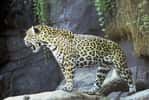 Photo d'un jaguar. © US Fish & Wildlife Service, domaine public