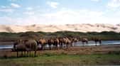 Troupeau de chameaux sauvages en Mongolie. © Doron, Wikipédia, GFDL Version 1.2